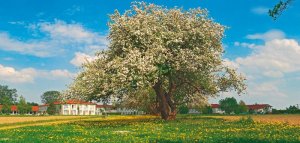 Rehaklinik Mecklenburg-Vorpommern: Rehabilitationsklinik "Garder See" - Lohmen