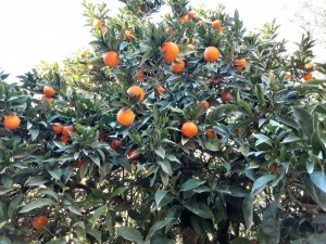 Süß, saftig und von der Sonne geküsst - So gesund sind Orangen Ratgeber: Süß, saftig und von der Sonne geküsst
