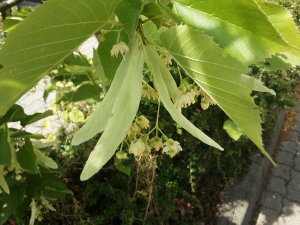 Jetzt Lindenblüten sammeln - ein echtes Schönheitselixier Ratgeber: Jetzt Lindenblüten sammeln - ein echtes Schönheitselixier