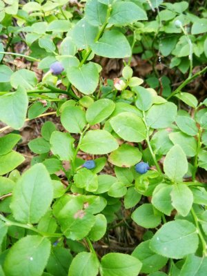 Keine Angst vor dem Fuchsbandwurm: Die Freuden von Wildfrüchten und -beeren Aktuelles: Keine Angst vor dem Fuchsbandwurm: Die Freuden von Wildfrüchten und -