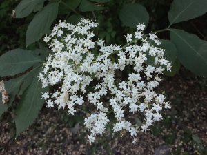 Holunderblüte: Ein Geschenk der Natur für Gesundheit und Genuss Aktuelles: Holunderblüte - Ein Geschenk der Natur für Gesundheit und Genuss