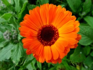 Die Heilkraft der essbaren Blumen: Ein Blick auf Ringelblume, Gänseblümchen und Löwenzahn Aktuelles: Die Heilkraft der essbaren Blumen: Ein Blick auf Ringelblume, Gänsebl