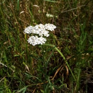 Ratgeber: Schafgarbe: Anwendungen, Tipps und alternative Möglichkeiten