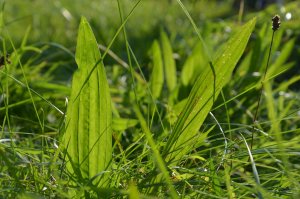Spitzwegerich: Die vielseitige essbare Wildpflanze Aktuelles: Spitzwegerich: Die vielseitige essbare Wildpflanze