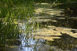 Aktuelles: Wasserlinsen-Wein nach Hildegard von Bingen: Anwendung und Vorteile