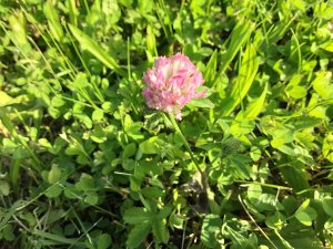 Aktuelles: Glückspflanze Wiesenklee: Ein Kräuterwunder für die Gesundheit