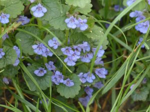 Ratgeber: Gundermann: Ein Heilkraut aus der Natur