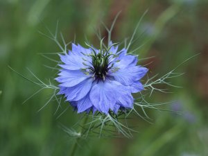 Das Wundermittel Schwarzkümmelöl: Ein Schatz der Natur gegen Allergien und mehr Ratgeber: Das Wundermittel Schwarzkümmelöl: Ein Schatz der Natur gegen Allergien
