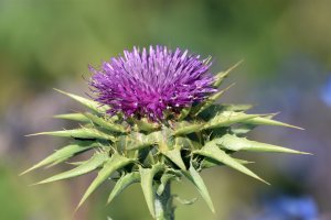 Die Mariendistel: Ein Schatz der Natur für Gesundheit und Wohlbefinden Aktuelles: Die Mariendistel: Ein Schatz der Natur für Gesundheit und Wohlbefinde