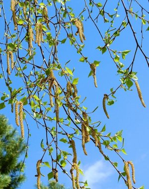 Junge Knospen von Bäumen: Ein Vitalbooster direkt vom Baum Ratgeber: Junge Knospen von Bäumen: Ein Vitalbooster direkt vom Baum