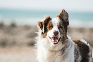 Ratgeber: Kur mit Hund - Was Hundebesitzer wissen müssen