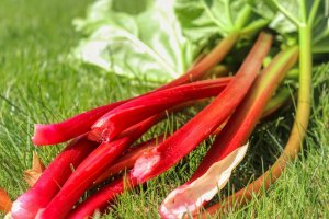 Ratgeber: Rhabarber: Gesundheitsaspekte und ein leckeres Rezept für Rhabarberkuc