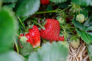 Erdbeeren: Das Superfood für Ihre Herzgesundheit Aktuelles: Erdbeeren: Das Superfood für Ihre Herzgesundheit