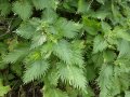 Aktuelles: Brennnessel-Peitschen nach Kneipp: Eine traditionelle Heilmethoden fü