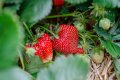Ratgeber: Erdbeeren und ihre Blätter: Ein gesundes Duo für Körper und Geist