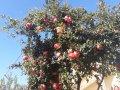 Ratgeber: Granatapfel: Die gesunde Frucht der Götter