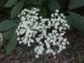 Aktuelles: Holunderblüte - Ein Geschenk der Natur für Gesundheit und Genuss
