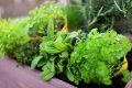 Ratgeber: Mein eigener Kräutergarten: Heilkräuter für die kleinen Beschwerden