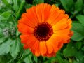Aktuelles: Die Heilkraft der essbaren Blumen: Ein Blick auf Ringelblume, Gänsebl