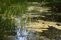 Aktuelles: Wasserlinsen-Wein nach Hildegard von Bingen: Anwendung und Vorteile