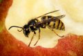 Ratgeber: Wespen im Anflug  Richtig reagiert, verlieren ihre Stiche den Schrecke