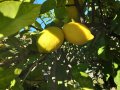 Aktuelles: Erfrischend, gesund & köstlich: Fermentierte Zitronenlimonade zum Sel