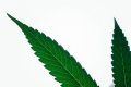 Ratgeber: Kann medizinischer Cannabis bei Angststörungen helfen?