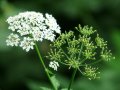 Aktuelles: Die Görsch-Pflanze: Ein wahres Wunder der Natur