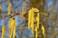 Ratgeber: Frühling, Pollenflug und Heuschnupfen: So kannst du vorbeugen!