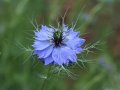 Ratgeber: Das Wundermittel Schwarzkümmelöl: Ein Schatz der Natur gegen Allergien