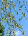 Ratgeber: Junge Knospen von Bäumen: Ein Vitalbooster direkt vom Baum