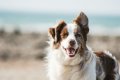 Ratgeber: Kur mit Hund - Was Hundebesitzer wissen müssen