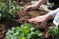 Ratgeber: Frühlingserwachen im Garten: Tipps für eine rückenschonende Gartenarbe